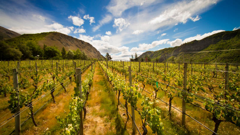 Ride the scenic Gibbston River Trail and visit the Gibbston Valley Winery for an intriguing guided tour of the winery which includes wine tasting and a visit to New Zealands largest wine cave.